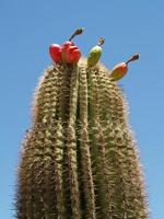 tunna kaktus med taggig päron mot klar blå himmel arizona foto
