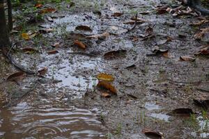 våt jord efter regn. våt jord med fallen torr löv. foto