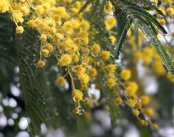 gul mimosa blommor i de regn foto