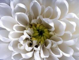 en stänga upp av en vit blomma med grön centrum foto