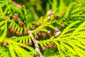 häck växt thuja buske i detalj i Tyskland. foto