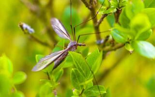 stor kran flyga tipulidae insekt på de vägg i trädgård. foto