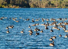 flock av kanada gäss simning på sjö foto