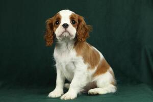 söt stolt kung charles spaniel valp på mörk bakgrund foto