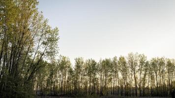 gryning över riparian skog och levee i de dal av de missouri flod på dalton underdelar foto