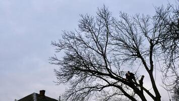 en professionell arborist nedskärningar en träd gren med en motorsåg i vinter. en man på försäkring med en hjälm, manschetter. vertikal foto