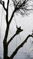 en skicklig arborist bär en säkerhet sele och hjälm användningar en motorsåg till ta bort grenar från en lång träd i en bostads- område. foto