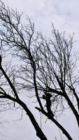 en professionell arborist nedskärningar en träd gren med en motorsåg i vinter. en man på försäkring med en hjälm, manschetter. vertikal foto