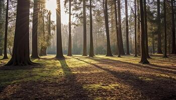 ai genererad ljus solljus tänds de lugn skog, avslöjande natur skönhet genererad förbi ai foto