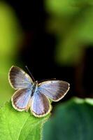 monark, skön fjäril fotografi, skön fjäril på blomma, makro fotografi, skön natur foto