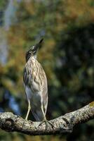 fågel fotografi, fågel bild, mest skön fågel fotografi, natur fotografi foto