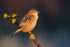 fågel fotografi, fågel bild, mest skön fågel fotografi, natur fotografi foto