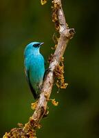 fågel fotografi, fågel bild, mest skön fågel fotografi, natur fotografi foto