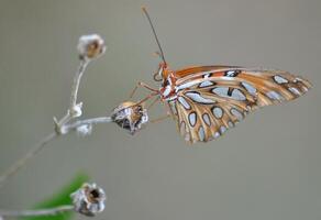 monark, skön fjäril fotografi, skön fjäril på blomma, makro fotografi, skön natur foto