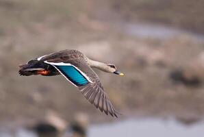 fågel fotografi, fågel bild, mest skön fågel fotografi, natur fotografi foto