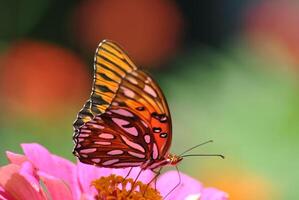 monark, skön fjäril fotografi, skön fjäril på blomma, makro fotografi, skön natur foto