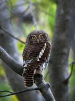 fågel fotografi, fågel bild, mest skön fågel fotografi, natur fotografi foto