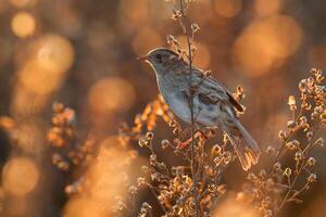 fågel fotografi, fågel bild, mest skön fågel fotografi, natur fotografi foto