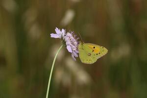 monark, skön fjäril fotografi, skön fjäril på blomma, makro fotografi, skön natur foto