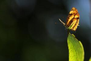 monark, skön fjäril fotografi, skön fjäril på blomma, makro fotografi, skön natur foto