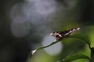 monark, skön fjäril fotografi, skön fjäril på blomma, makro fotografi, skön natur foto