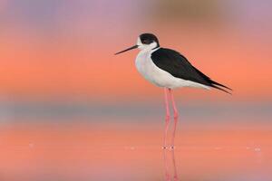 fågel fotografi, fågel bild, mest skön fågel fotografi, natur fotografi foto