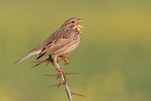 fågel fotografi, fågel bild, mest skön fågel fotografi, natur fotografi foto