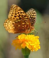 monark, skön fjäril fotografi, skön fjäril på blomma, makro fotografi, skön natur foto