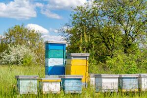 grupp av bikakor i de fält. bivax i biodling honungskakor. foto