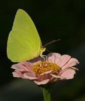 monark, skön fjäril fotografi, skön fjäril på blomma, makro fotografi, skön natur foto