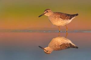 fågel fotografi, fågel bild, mest skön fågel fotografi, natur fotografi foto