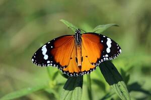 monark, skön fjäril fotografi, skön fjäril på blomma, makro fotografi, skön natur foto