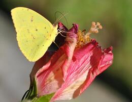 monark, skön fjäril fotografi, skön fjäril på blomma, makro fotografi, skön natur foto