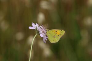 monark, skön fjäril fotografi, skön fjäril på blomma, makro fotografi, skön natur foto