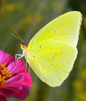 monark, skön fjäril fotografi, skön fjäril på blomma, makro fotografi, skön natur foto