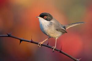 fågel fotografi, fågel bild, mest skön fågel fotografi, natur fotografi foto