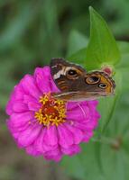 monark, skön fjäril fotografi, skön fjäril på blomma, makro fotografi, skön natur foto