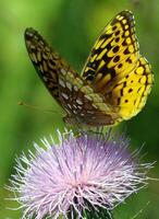 monark, skön fjäril fotografi, skön fjäril på blomma, makro fotografi, skön natur foto