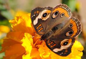 monark, skön fjäril fotografi, skön fjäril på blomma, makro fotografi, skön natur foto