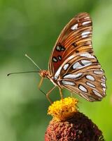 monark, skön fjäril fotografi, skön fjäril på blomma, makro fotografi, skön natur foto