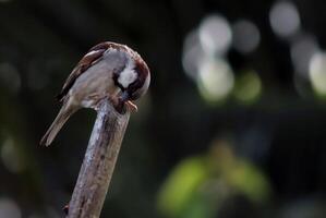 fågel fotografi, fågel bild, mest skön fågel fotografi, natur fotografi foto