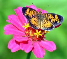 monark, skön fjäril fotografi, skön fjäril på blomma, makro fotografi, skön natur foto