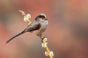 fågel fotografi, fågel bild, mest skön fågel fotografi, natur fotografi foto