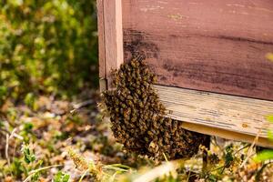 bikupa av många bin på de hörn av en bikupa. selektiv fokus på ett gammal bikupa med användbar insekter. sommar dag på bigård. foto