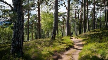 ai genererad sundappled skog spår backpacker vandrar mitt i lång träd fångad i bred 24 mm ram foto