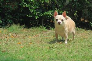 brun chihuahua hund stående på grön gräs i de trädgård, ser på kamera. foto