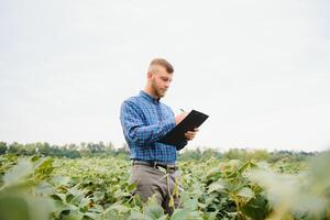 agronom inspekterande soja böna gröda växande i de bruka fält. lantbruk produktion begrepp. ung agronom undersöker sojaböna beskära på fält i sommar. jordbrukare på sojaböna fält foto