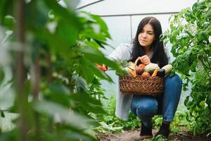 ung jordbrukare kvinna innehav färsk organisk vegetabiliska med korg på växthus hydroponiska organisk odla. ägare små företag entreprenör organisk vegetabiliska bruka och friska mat begrepp foto
