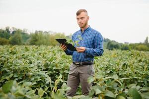 jordbrukare agronom på en växande grön sojaböna fält. jordbruks industri. foto