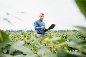 agronom inspekterande soja böna gröda växande i de bruka fält. lantbruk produktion begrepp. ung agronom undersöker sojaböna beskära på fält i sommar. jordbrukare på sojaböna fält foto